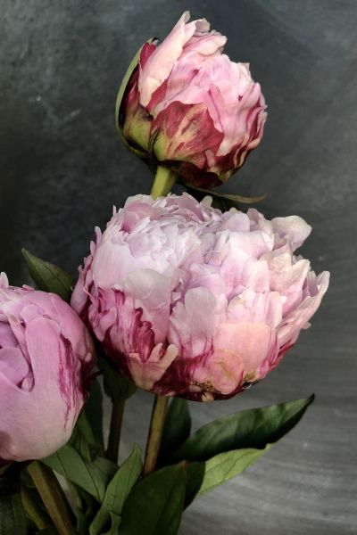 kosten-preise-anna-arbitmann